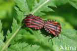 graphosoma italicum