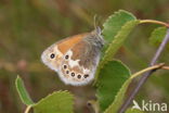 Large Heath (Coenonympha tullia)