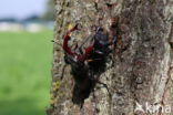 Stag Beetle (Lucanus cervus)