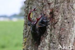 Stag Beetle (Lucanus cervus)