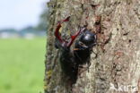 Stag Beetle (Lucanus cervus)