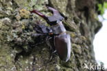 Stag Beetle (Lucanus cervus)
