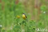 Gele Kwikstaart (Motacilla flava)