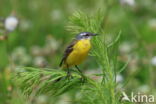 Gele Kwikstaart (Motacilla flava)