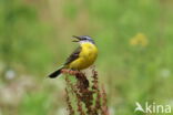 Gele Kwikstaart (Motacilla flava)