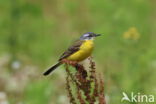 Gele Kwikstaart (Motacilla flava)