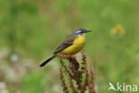 Gele Kwikstaart (Motacilla flava)