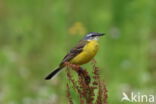 Gele Kwikstaart (Motacilla flava)