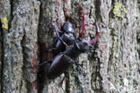 Stag Beetle (Lucanus cervus)