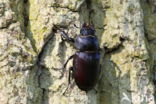 Stag Beetle (Lucanus cervus)