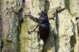 Stag Beetle (Lucanus cervus)