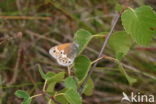 Large Heath (Coenonympha tullia)