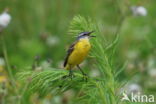 Gele Kwikstaart (Motacilla flava)