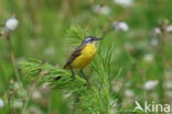 Gele Kwikstaart (Motacilla flava)