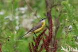 Gele Kwikstaart (Motacilla flava)