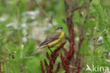 Gele Kwikstaart (Motacilla flava)
