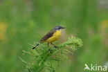Gele Kwikstaart (Motacilla flava)
