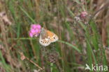 Large Heath (Coenonympha tullia)
