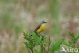 Gele Kwikstaart (Motacilla flava)