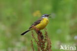 Gele Kwikstaart (Motacilla flava)