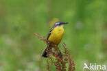 Gele Kwikstaart (Motacilla flava)