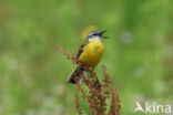 Gele Kwikstaart (Motacilla flava)