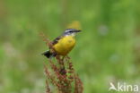 Gele Kwikstaart (Motacilla flava)