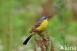 Gele Kwikstaart (Motacilla flava)