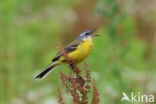 Gele Kwikstaart (Motacilla flava)