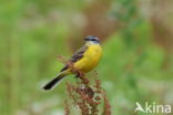 Gele Kwikstaart (Motacilla flava)