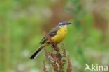 Gele Kwikstaart (Motacilla flava)