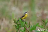 Gele Kwikstaart (Motacilla flava)