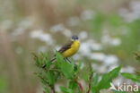 Gele Kwikstaart (Motacilla flava)