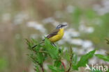 Gele Kwikstaart (Motacilla flava)