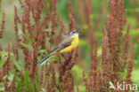 Gele Kwikstaart (Motacilla flava)