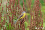 Gele Kwikstaart (Motacilla flava)