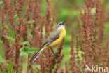 Gele Kwikstaart (Motacilla flava)