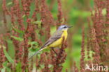 Gele Kwikstaart (Motacilla flava)