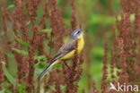 Gele Kwikstaart (Motacilla flava)