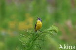 Gele Kwikstaart (Motacilla flava)