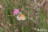 Large Heath (Coenonympha tullia)