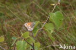 Large Heath (Coenonympha tullia)