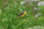 Gele Kwikstaart (Motacilla flava)