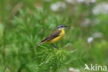 Gele Kwikstaart (Motacilla flava)