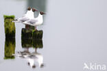 Black-headed Gull (Larus ridibundus)
