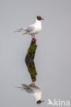 Black-headed Gull (Larus ridibundus)