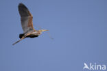 Purple Heron (Ardea purpurea)