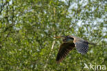 Purple Heron (Ardea purpurea)