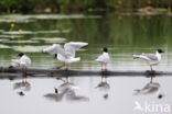 Mediterranean Gull (Larus melanocephalus)