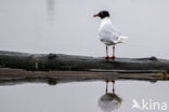 Mediterranean Gull (Larus melanocephalus)